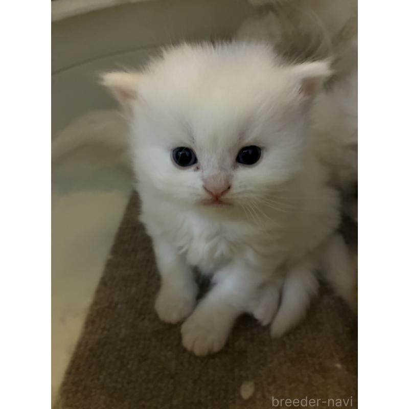 販売中の三重県のスコティッシュフォールド-138939の5枚目