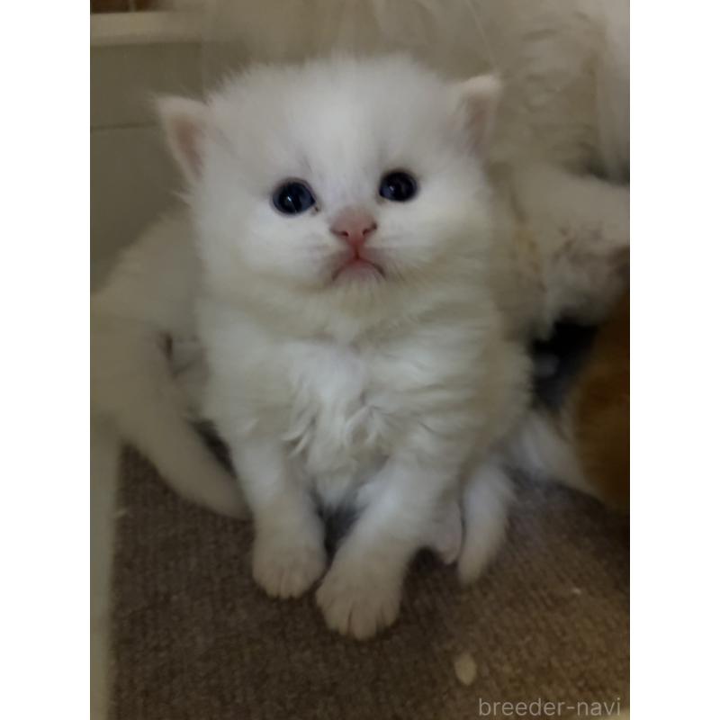 販売中の三重県のスコティッシュフォールド-138939の4枚目