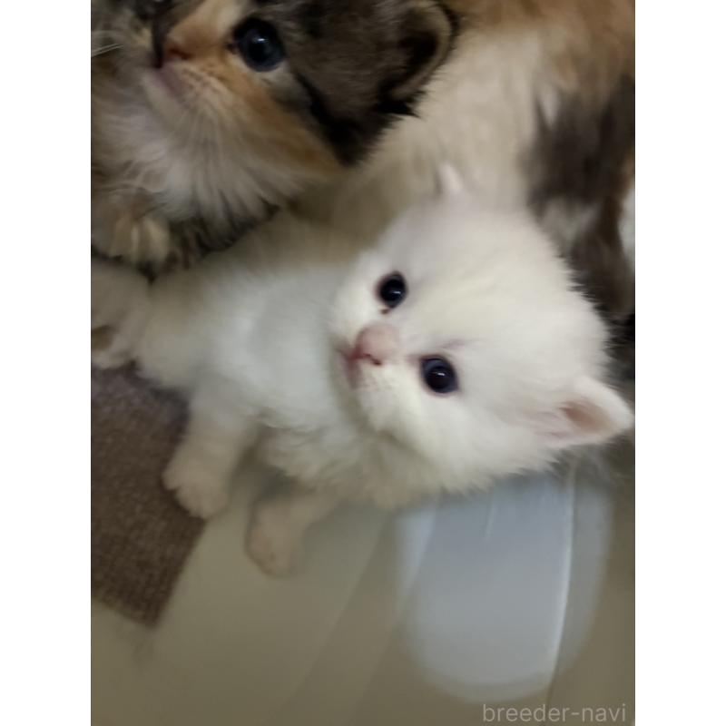 販売中の三重県のスコティッシュフォールド-138939の3枚目