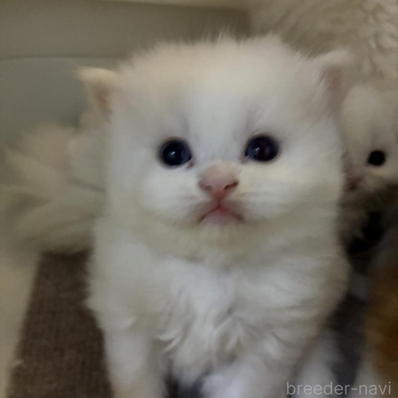 販売中の三重県のスコティッシュフォールド-138939