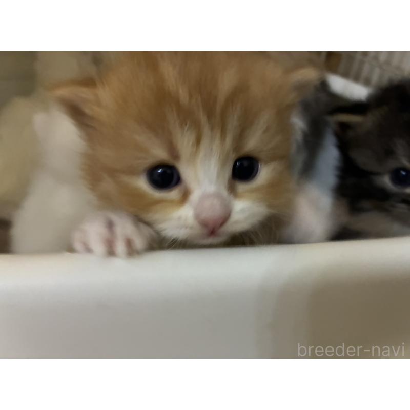 販売中の三重県のスコティッシュフォールド-138940の12枚目