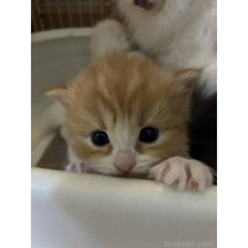 販売中の三重県のスコティッシュフォールド-138940の11枚目