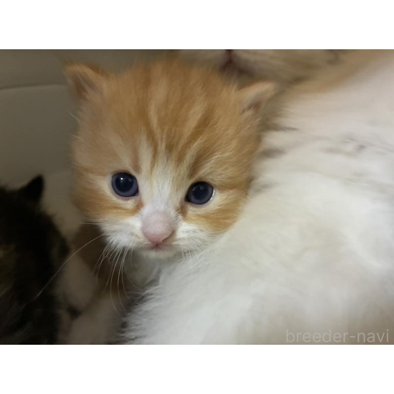 販売中の三重県のスコティッシュフォールド-138940の10枚目