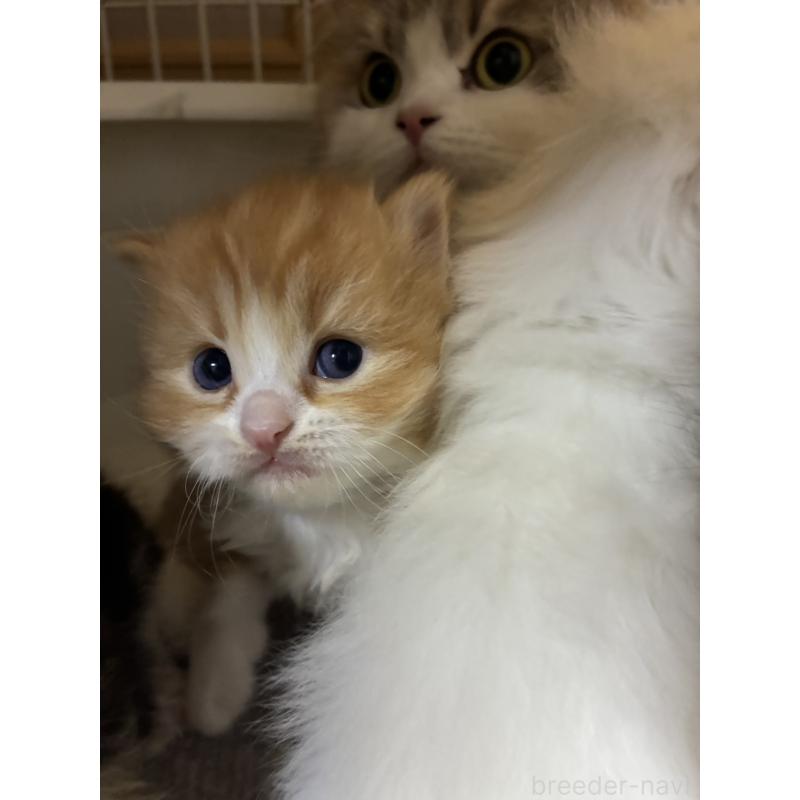 販売中の三重県のスコティッシュフォールド-138940の9枚目