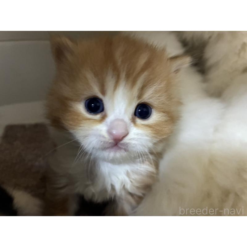 販売中の三重県のスコティッシュフォールド-138940の8枚目