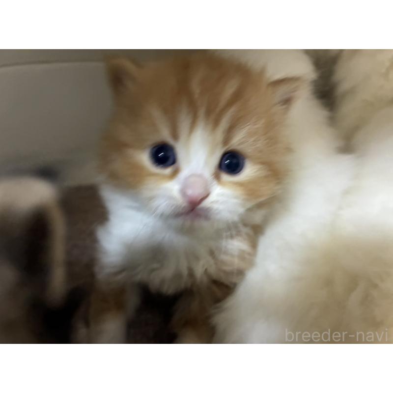 販売中の三重県のスコティッシュフォールド-138940の7枚目