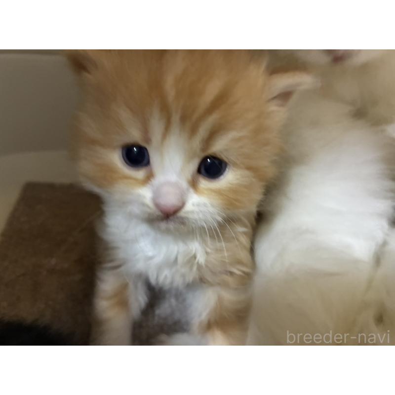 販売中の三重県のスコティッシュフォールド-138940の6枚目