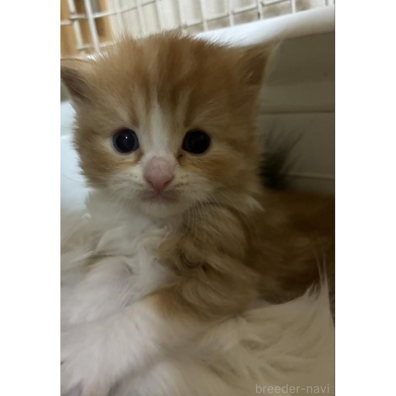 販売中の三重県のスコティッシュフォールド-138940の5枚目