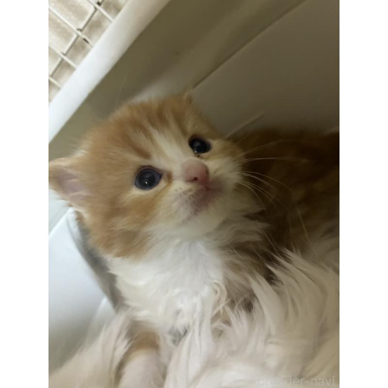 販売中の三重県のスコティッシュフォールド-138940の4枚目