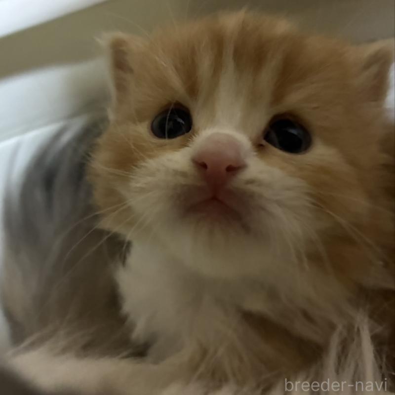 販売中の三重県のスコティッシュフォールド-138940の3枚目