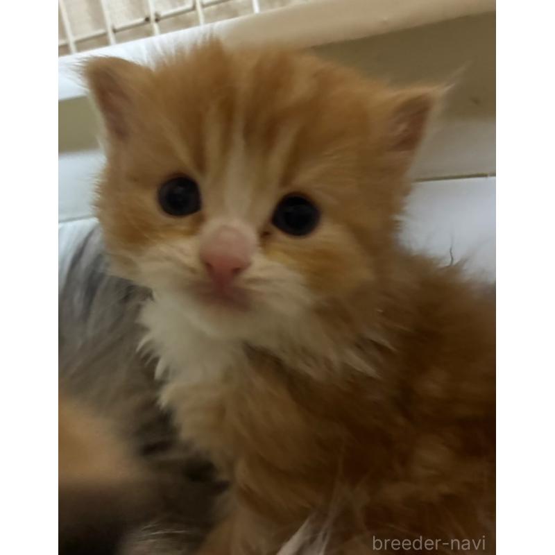 販売中の三重県のスコティッシュフォールド-138940の2枚目