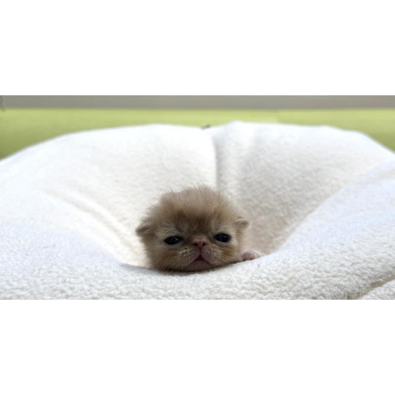 販売中の岐阜県のエキゾチックショートヘア-138941の7枚目