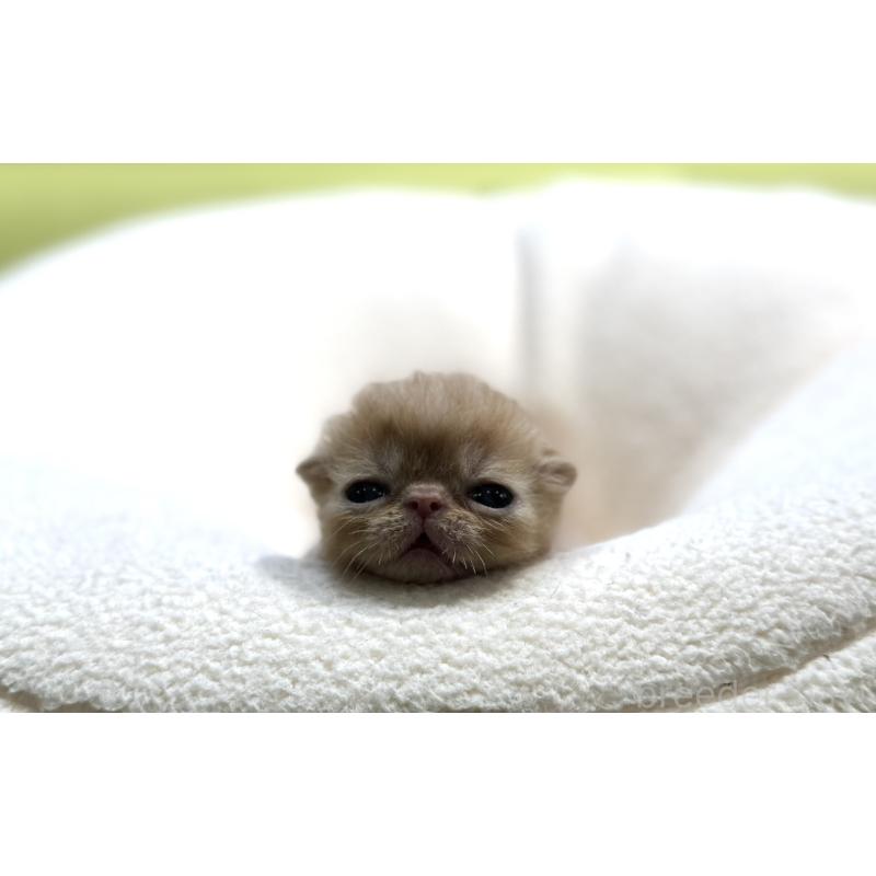 販売中の岐阜県のエキゾチックショートヘア-138941の6枚目