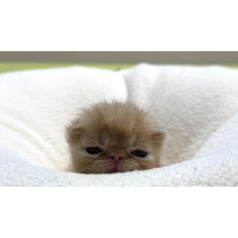 販売中の岐阜県のエキゾチックショートヘア-138941の5枚目