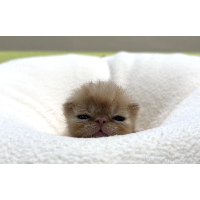 販売中の岐阜県のエキゾチックショートヘア-138941の4枚目