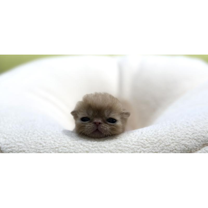 販売中の岐阜県のエキゾチックショートヘア-138941の3枚目