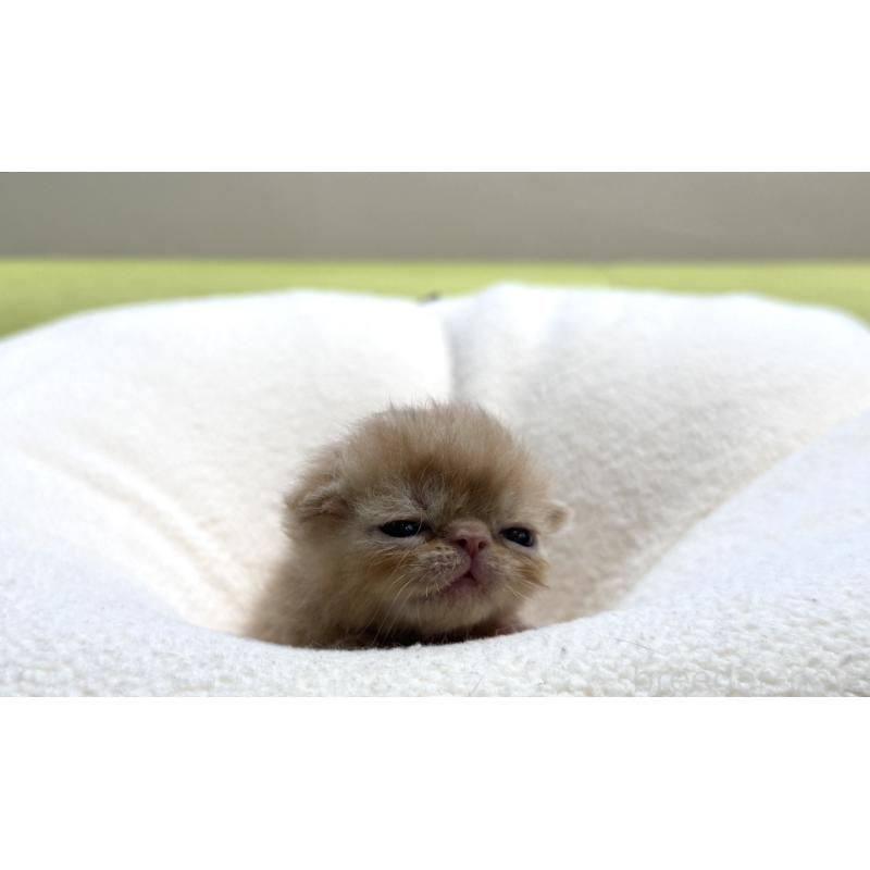 販売中の岐阜県のエキゾチックショートヘア-138941の2枚目