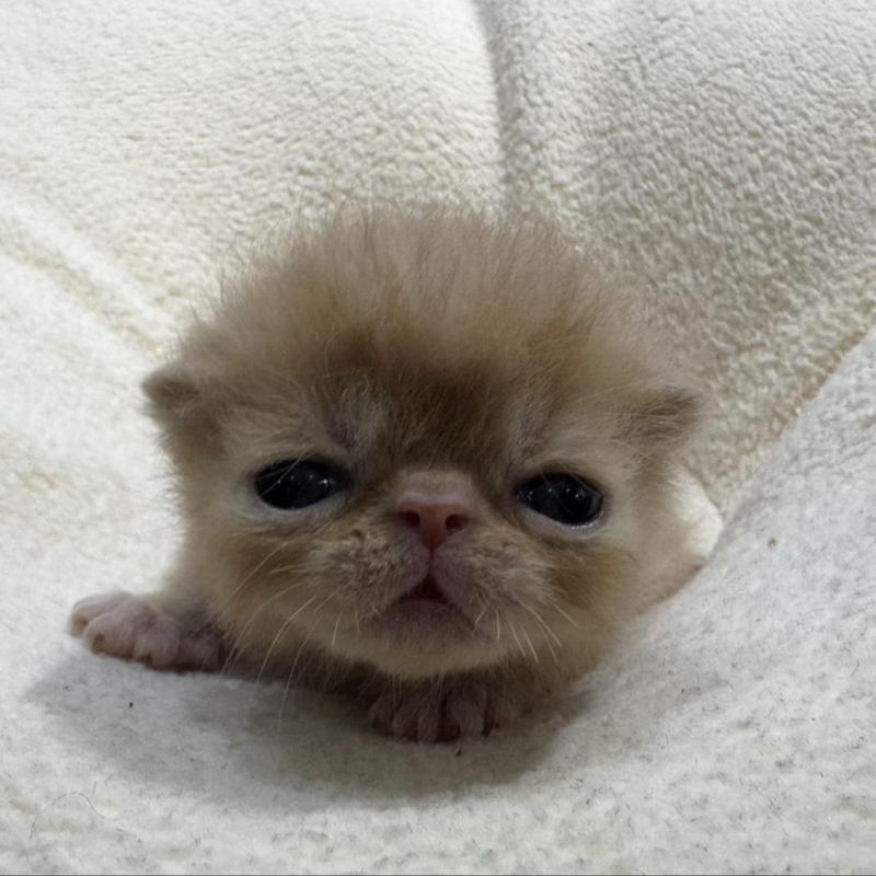 販売中の岐阜県のエキゾチックショートヘア-138941の1枚目