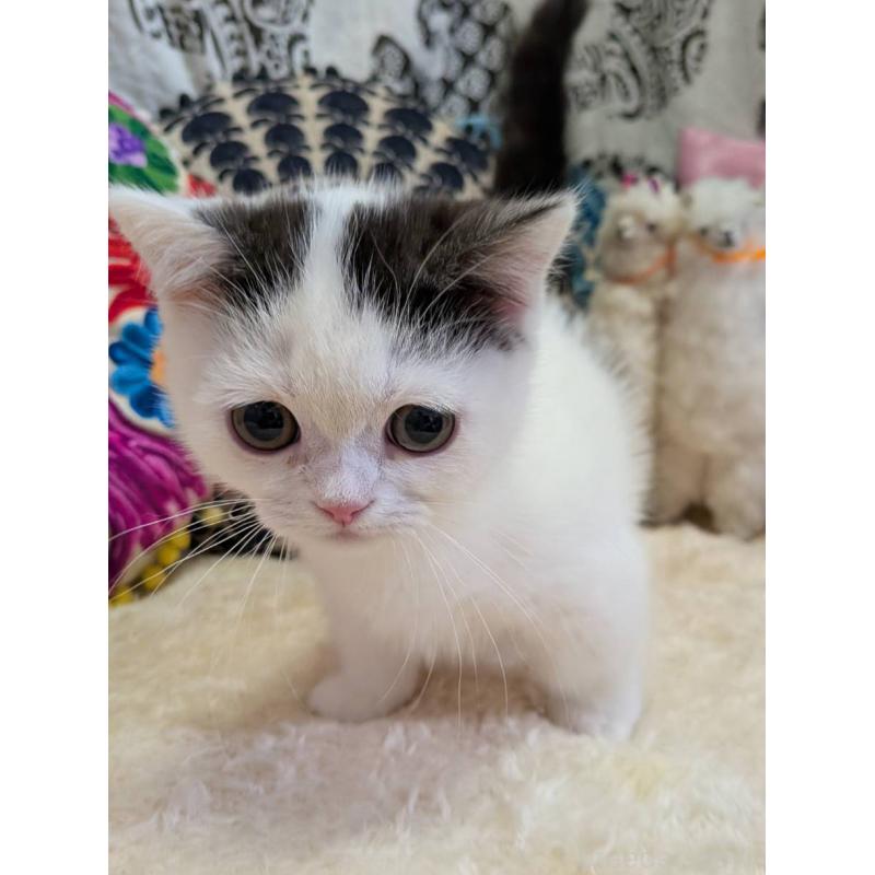 販売中の大阪府のマンチカン(短足)-136195の5枚目