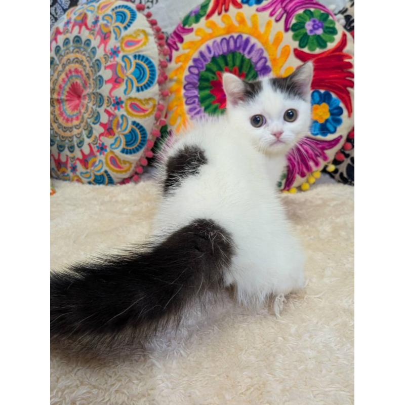 販売中の大阪府のマンチカン(短足)-136195の2枚目