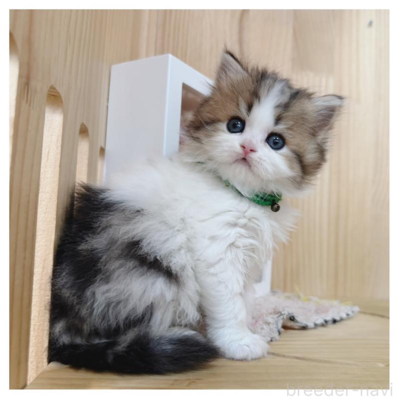 販売中の長野県のラガマフィン-138942