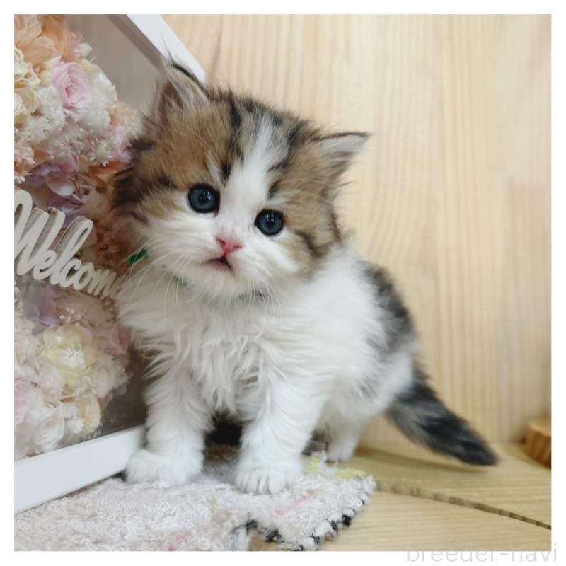 販売中の長野県のラガマフィン-138942の7枚目