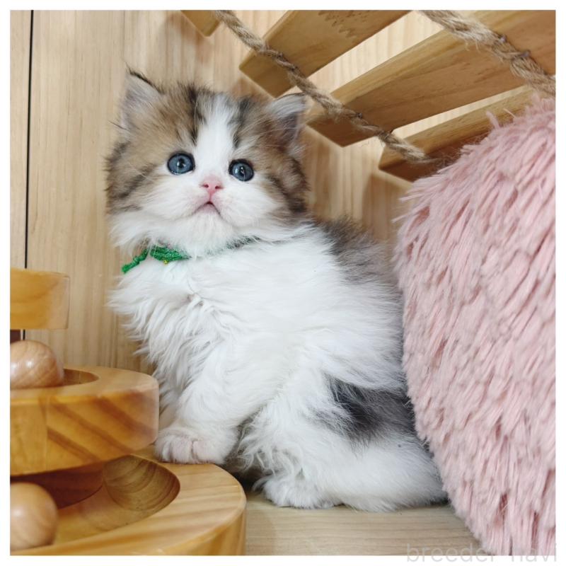 販売中の長野県のラガマフィン-138942の6枚目