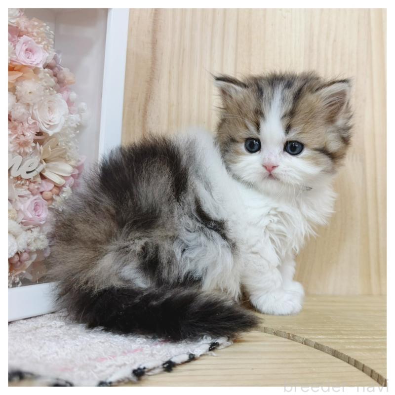 販売中の長野県のラガマフィン-138942の5枚目