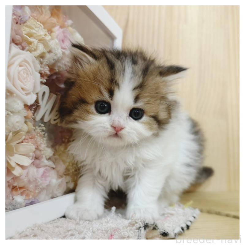 販売中の長野県のラガマフィン-138942の4枚目