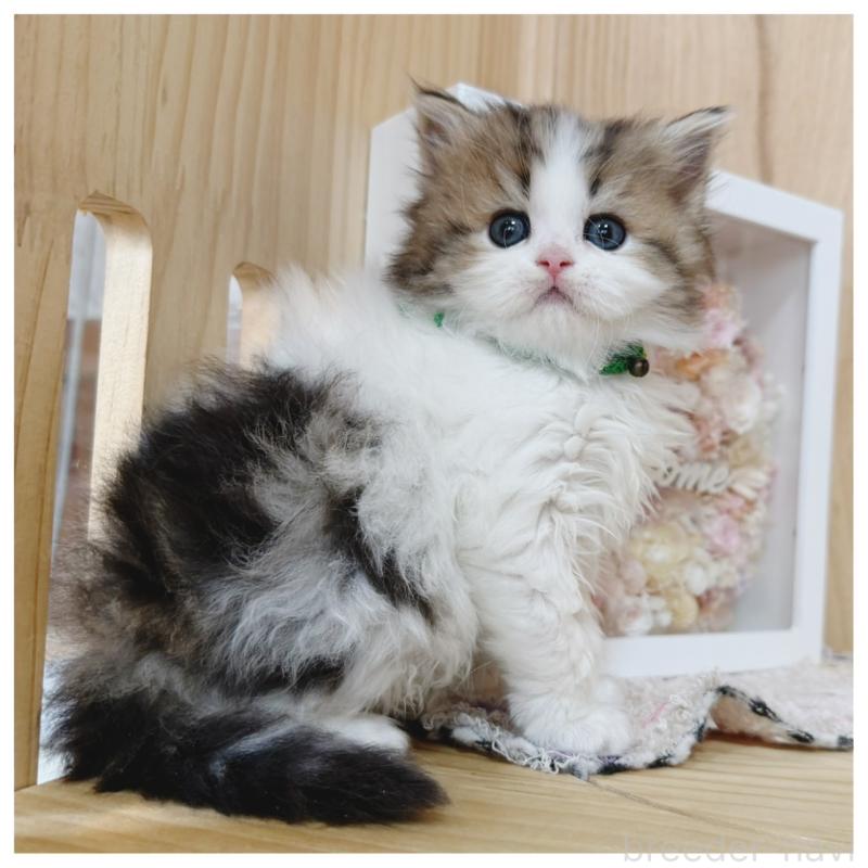 販売中の長野県のラガマフィン-138942の3枚目