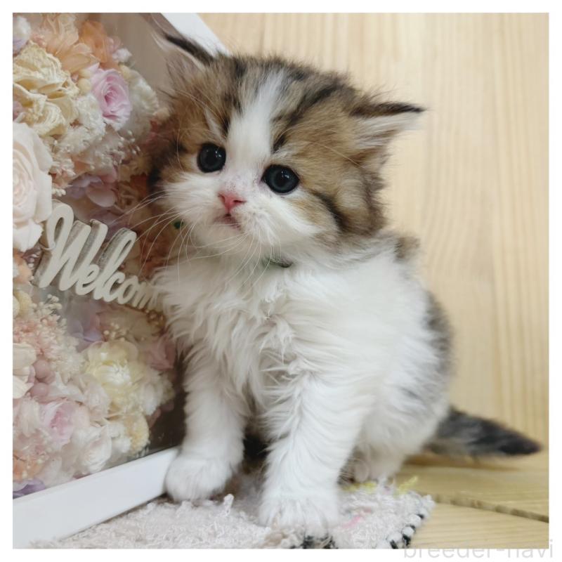 販売中の長野県のラガマフィン-138942の2枚目