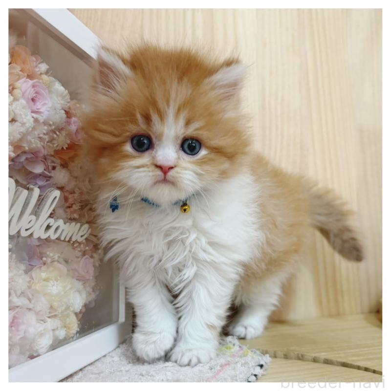 販売中の長野県のラガマフィン-138943の6枚目