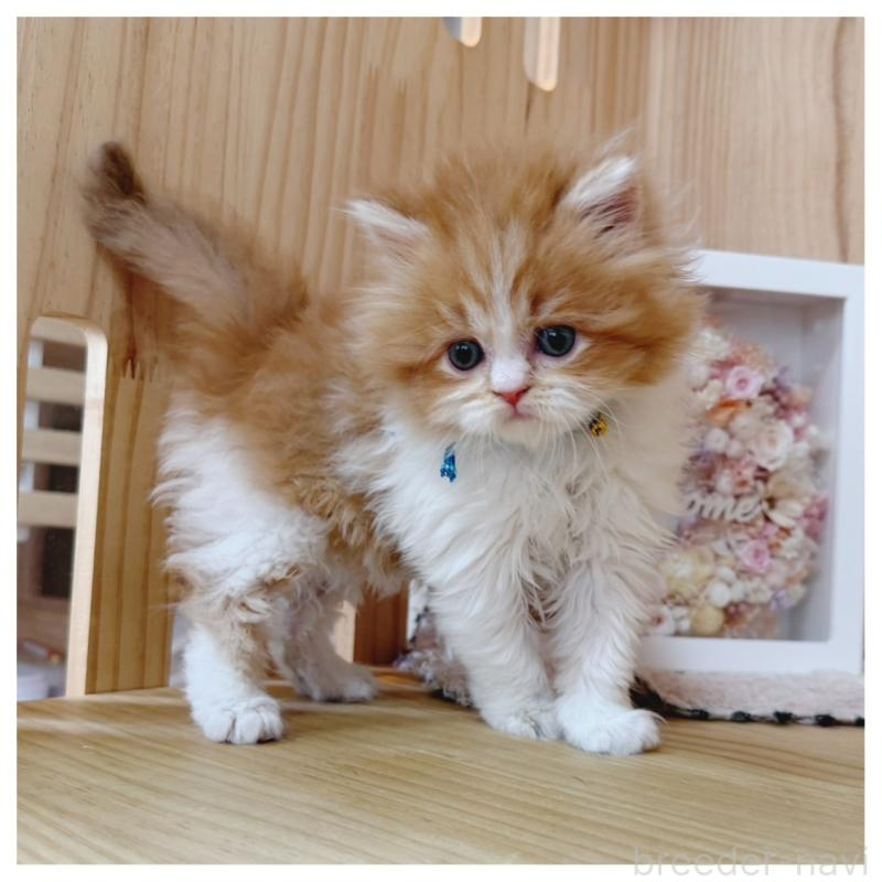 販売中の長野県のラガマフィン-138943