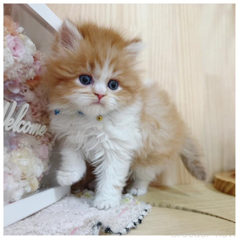 販売中の長野県のラガマフィン-138943の5枚目