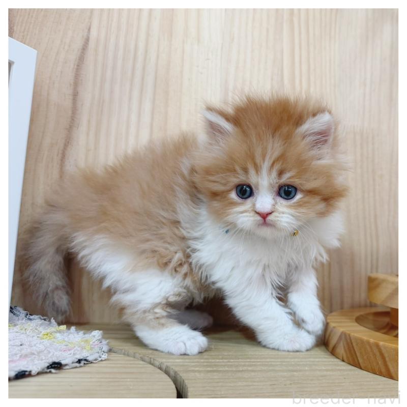 販売中の長野県のラガマフィン-138943の3枚目