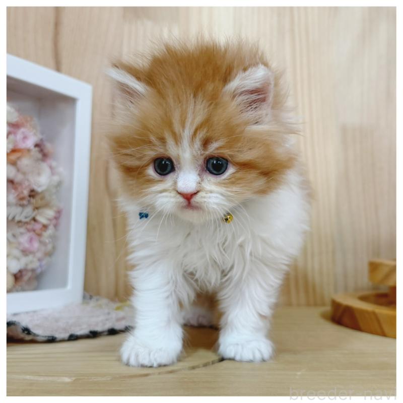 販売中の長野県のラガマフィン-138943の2枚目