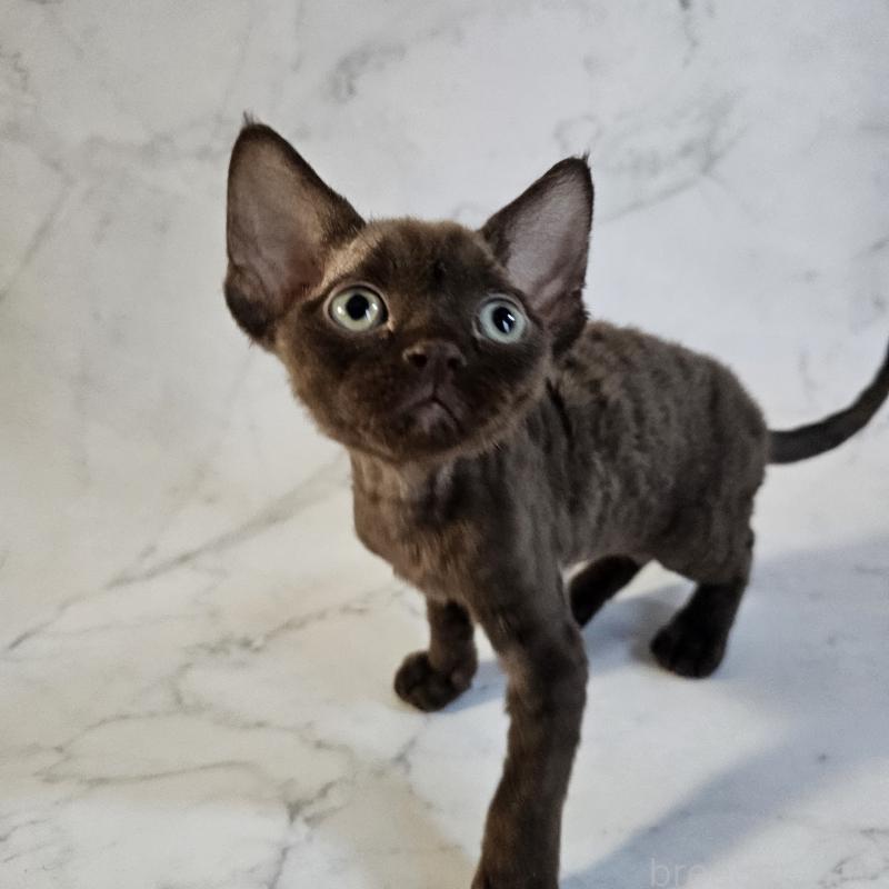 商談中の兵庫県のデボンレックス-136433