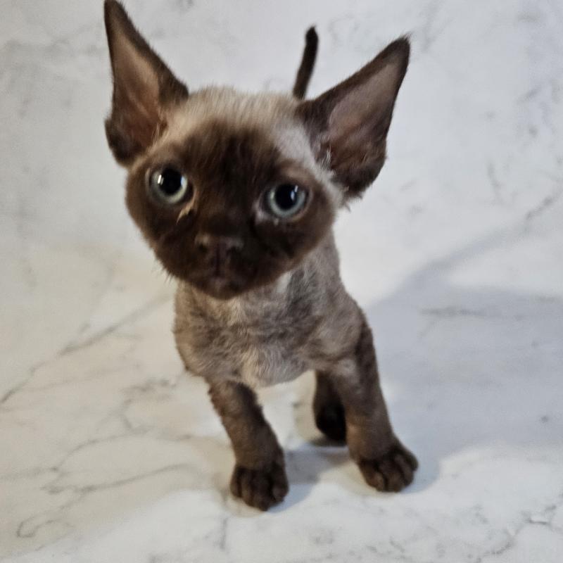 商談中の兵庫県のデボンレックス-136432の1枚目