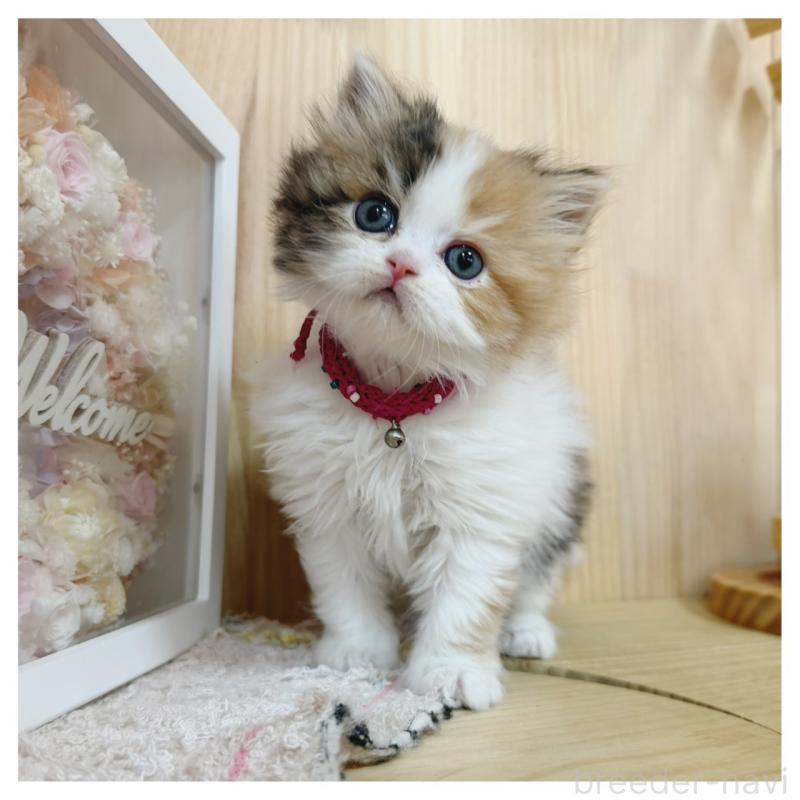 販売中の長野県のラガマフィン-138944の8枚目