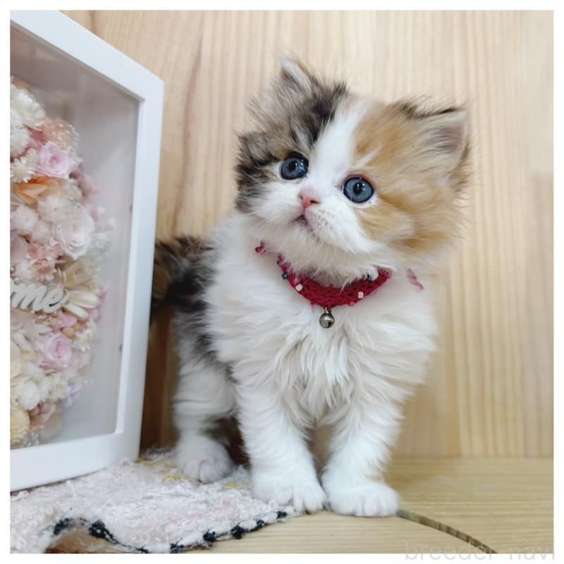 販売中の長野県のラガマフィン-138944の7枚目