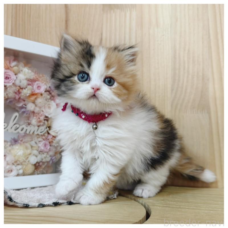 販売中の長野県のラガマフィン-138944の6枚目