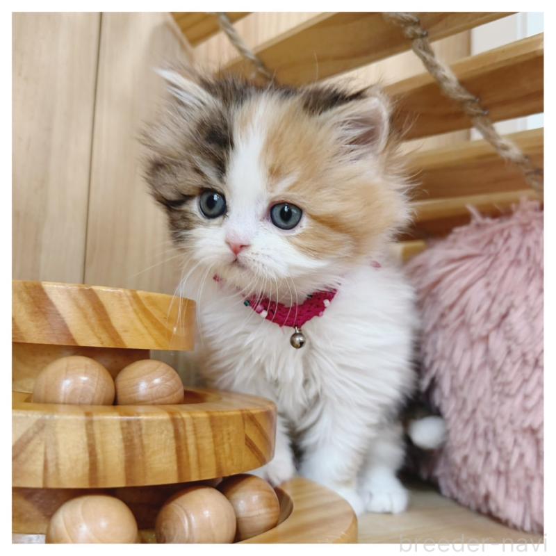 販売中の長野県のラガマフィン-138944の1枚目