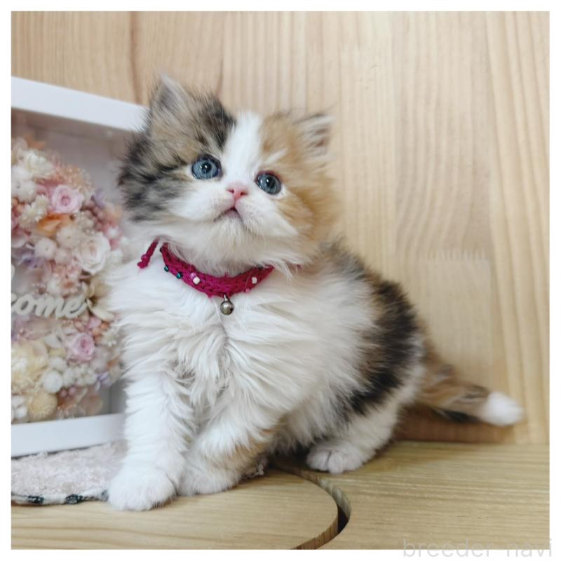 販売中の長野県のラガマフィン-138944の5枚目