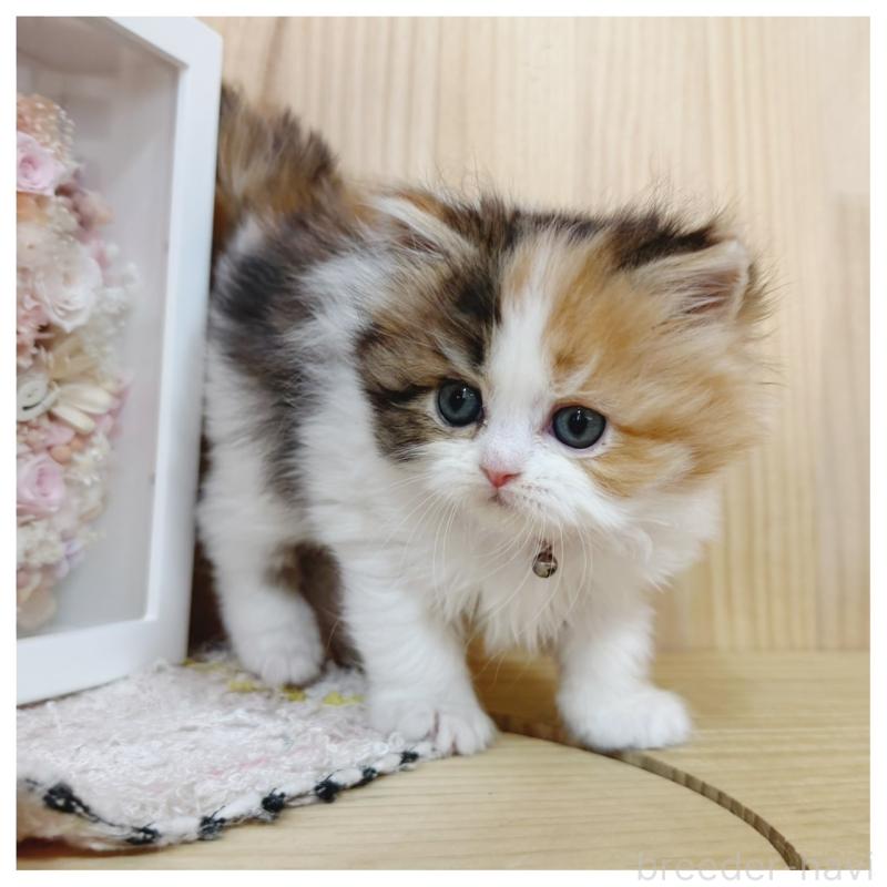 販売中の長野県のラガマフィン-138944の4枚目