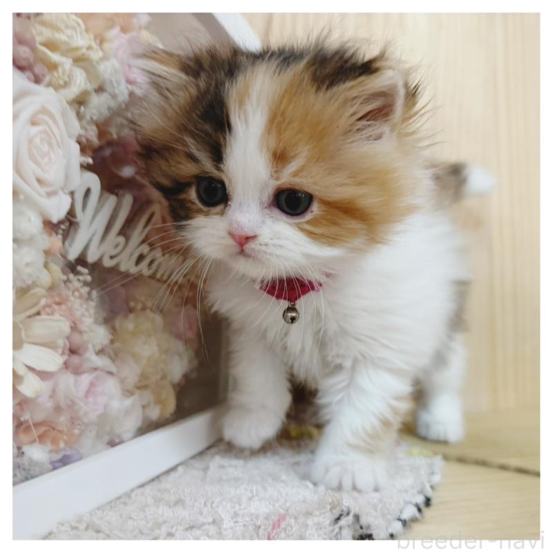 販売中の長野県のラガマフィン-138944の3枚目