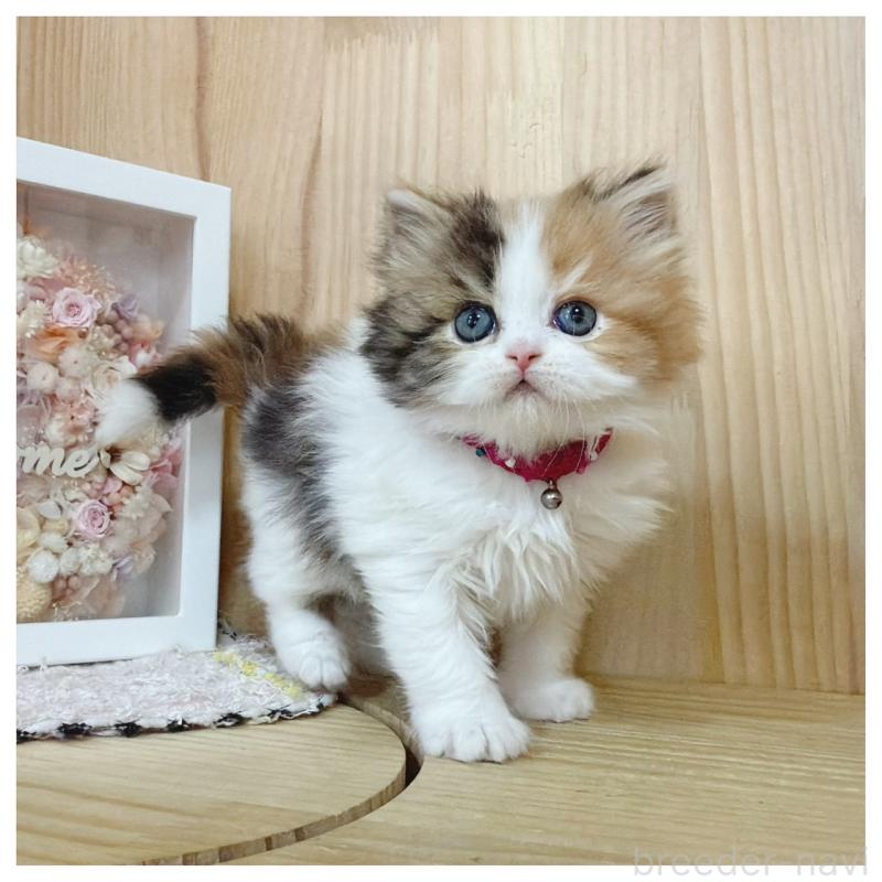 販売中の長野県のラガマフィン-138944の2枚目