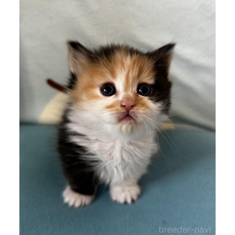 販売中の千葉県のミヌエット(短足)-138946の5枚目