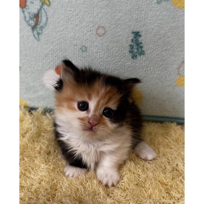 販売中の千葉県のミヌエット(短足)-138946の4枚目