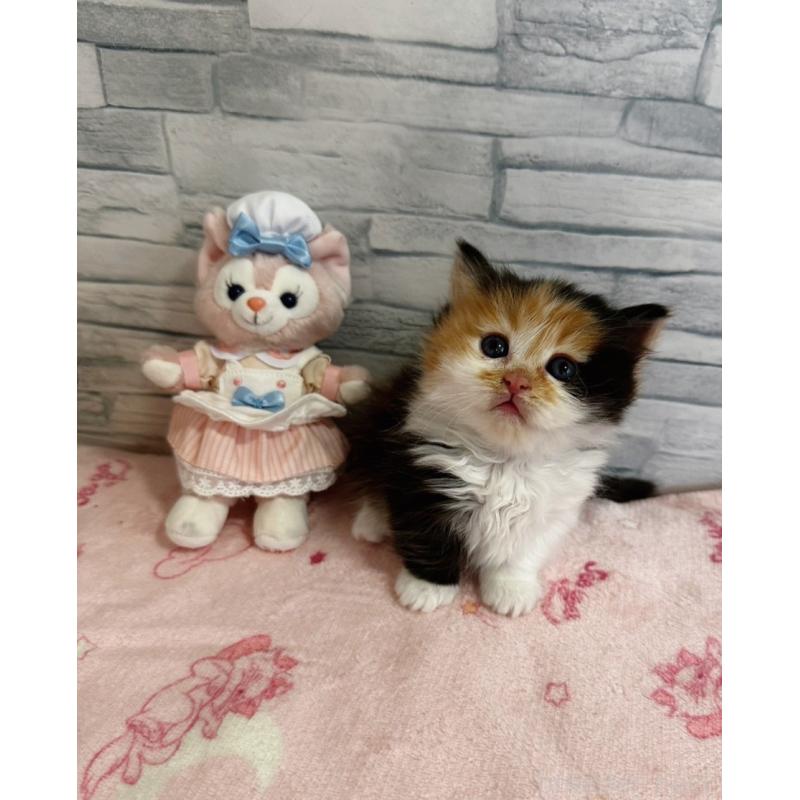 販売中の千葉県のミヌエット(短足)-138946の3枚目