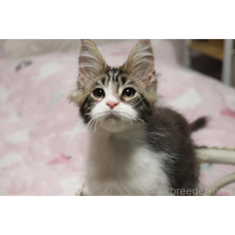 販売中の千葉県のメインクーン-138947の11枚目